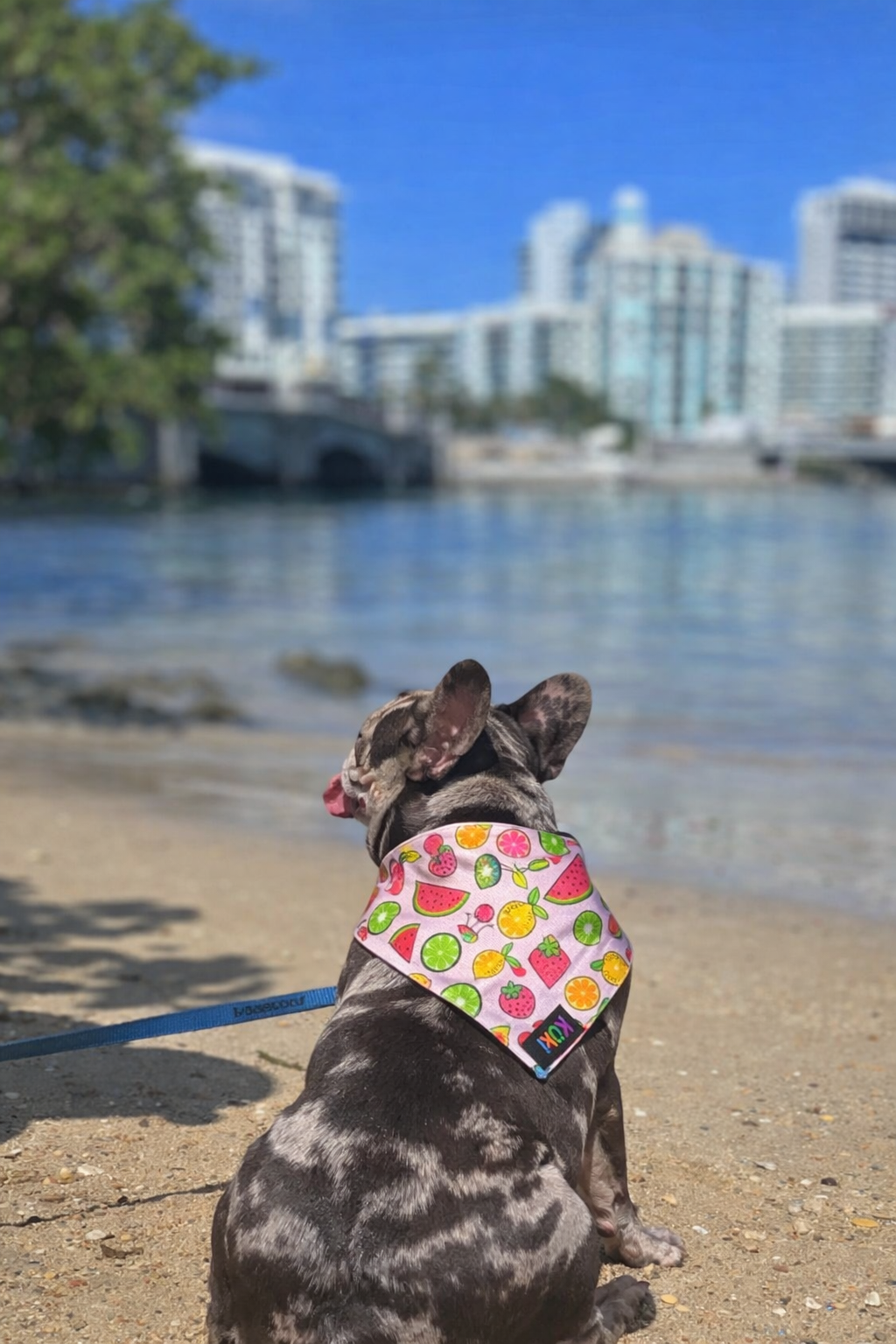 Bandana Fruta