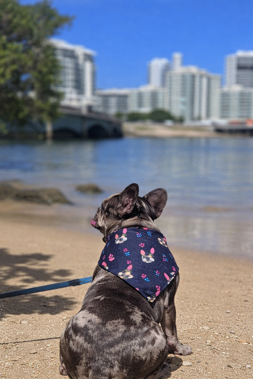 Bandanas Frenchie