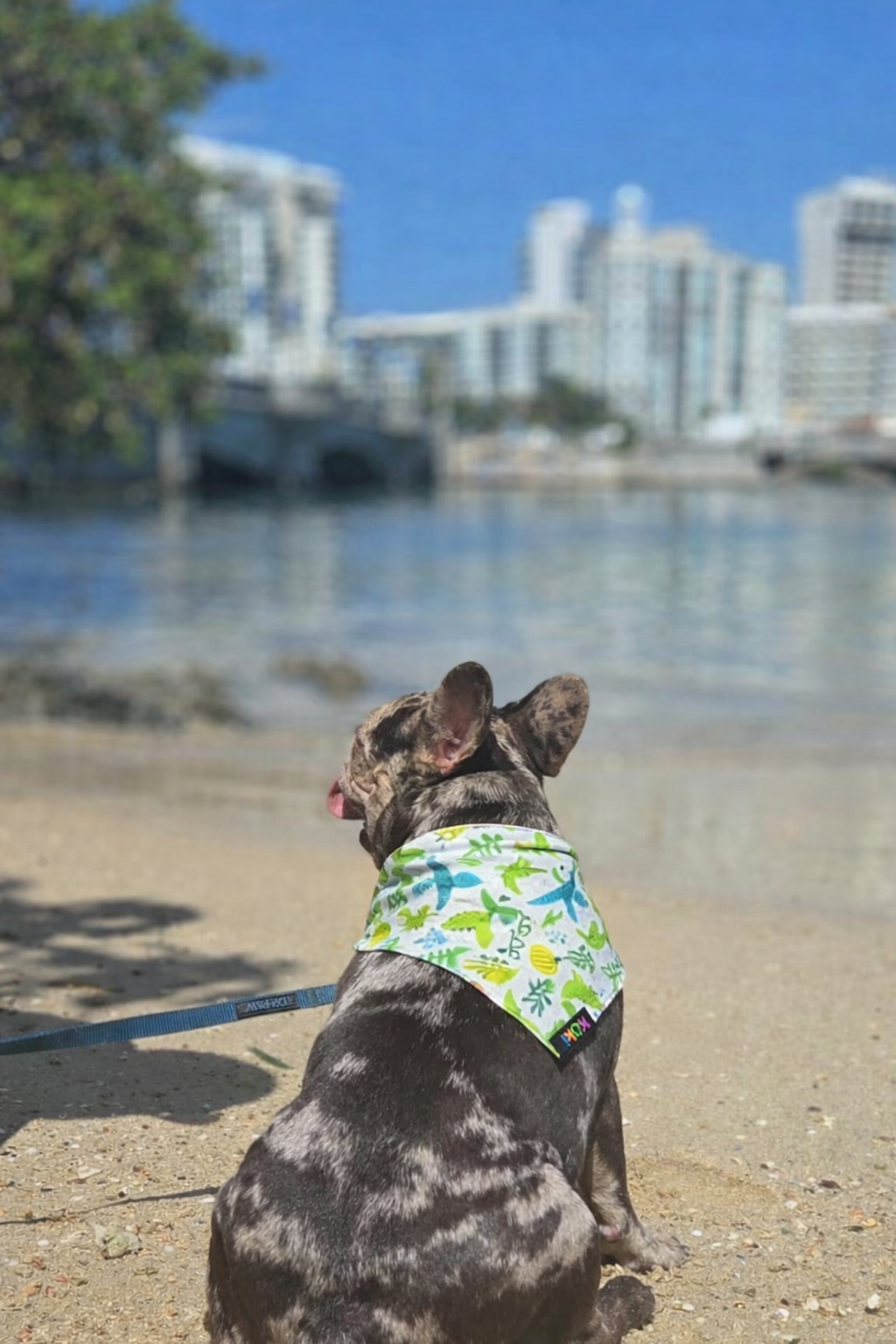 Bandanas Dinosaurios