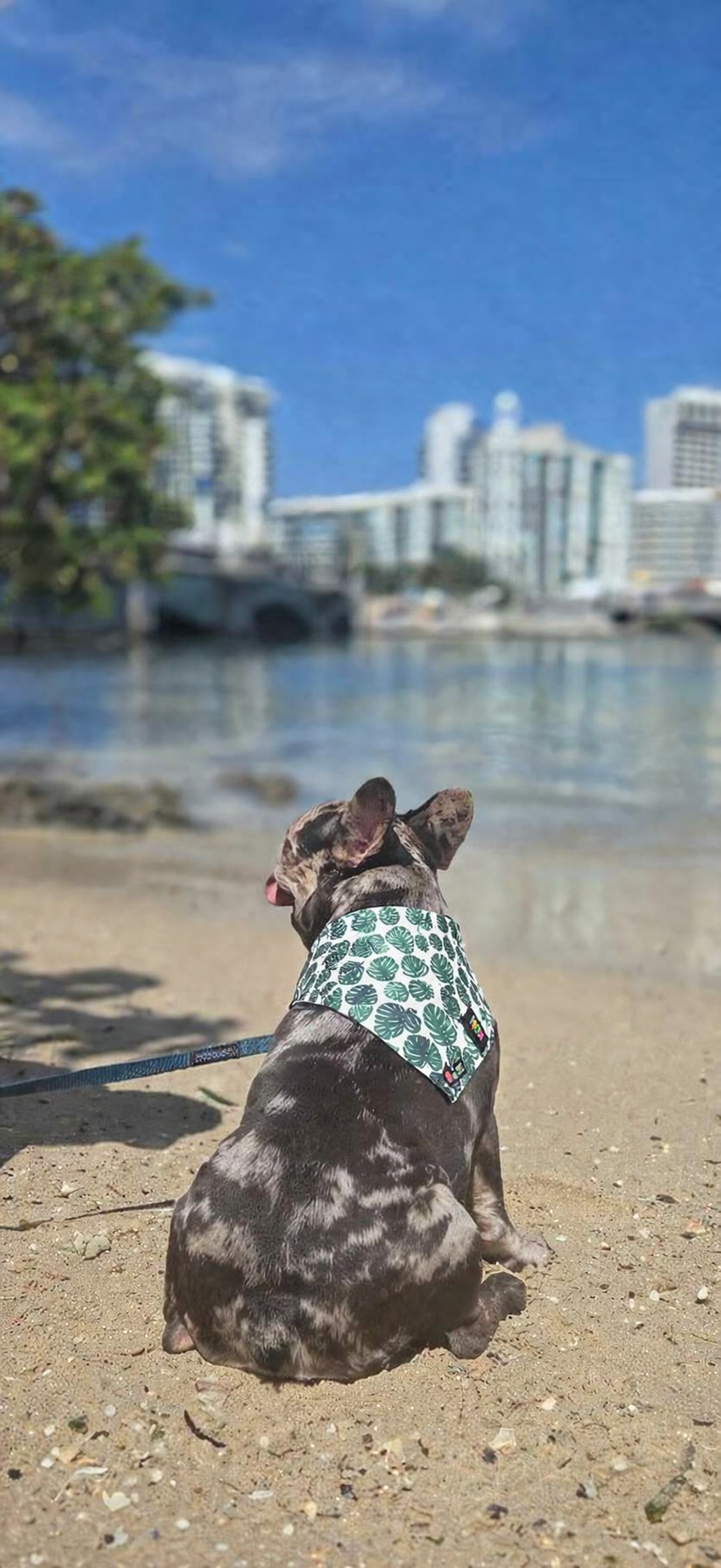 Bandanas hoja
